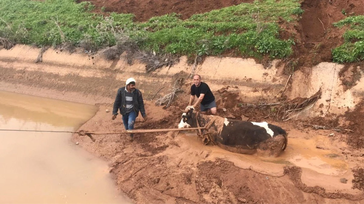 Sulama Kanalına Düşen İneği İtfaiye Kurtardı