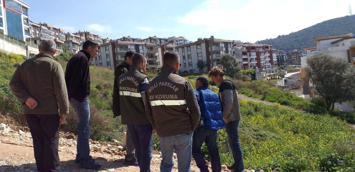 Yaban Domuzu Şehir Merkezinde Altı Yavru Doğurdu