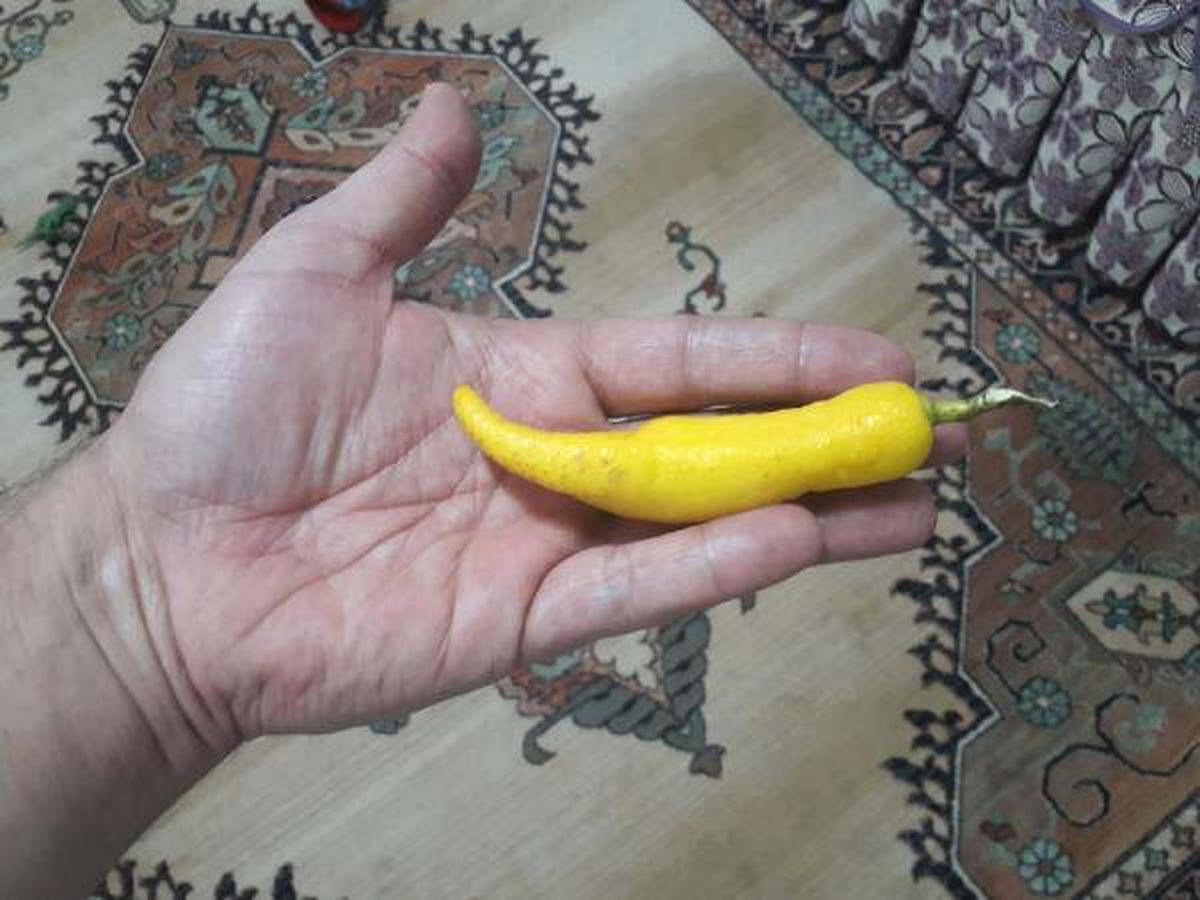 Biber Görünümlü Limon Görenleri Hayrete Düşürdü