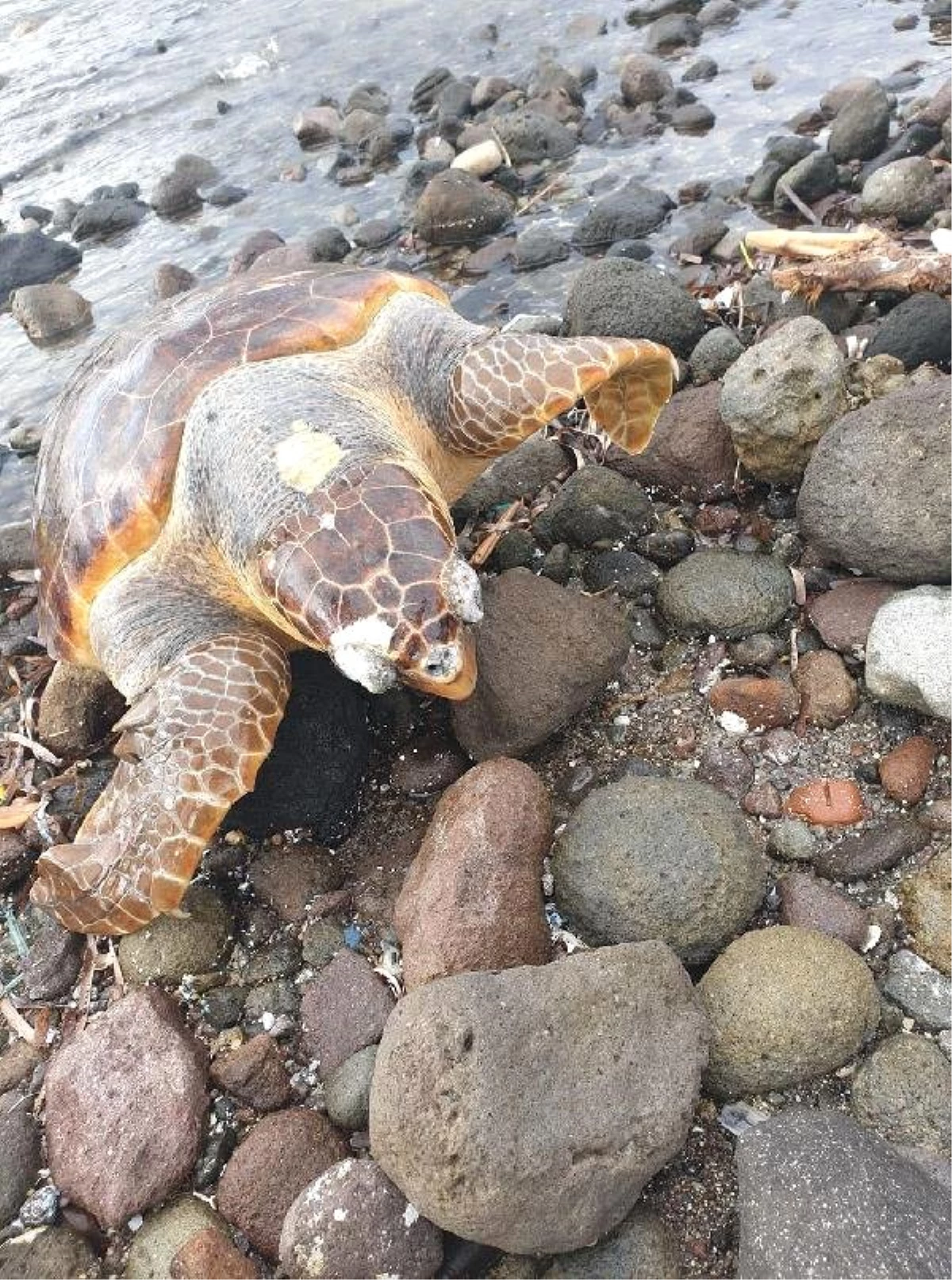 Bodrum\'da Caretta Caretta Ölü Bulundu