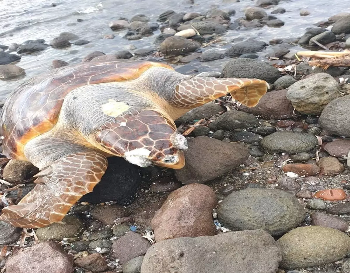 Bodrum\'da Ölü Caretta Caretta Karaya Vurdu