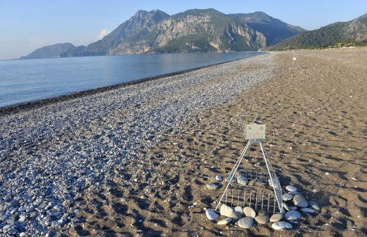 Caretta Carettalar İçin 6 Bekçi Aranıyor