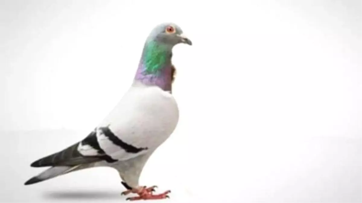 Dünyanın En Pahalı Güvercini, 1,25 Milyon Euro\'ya Alıcı Buldu