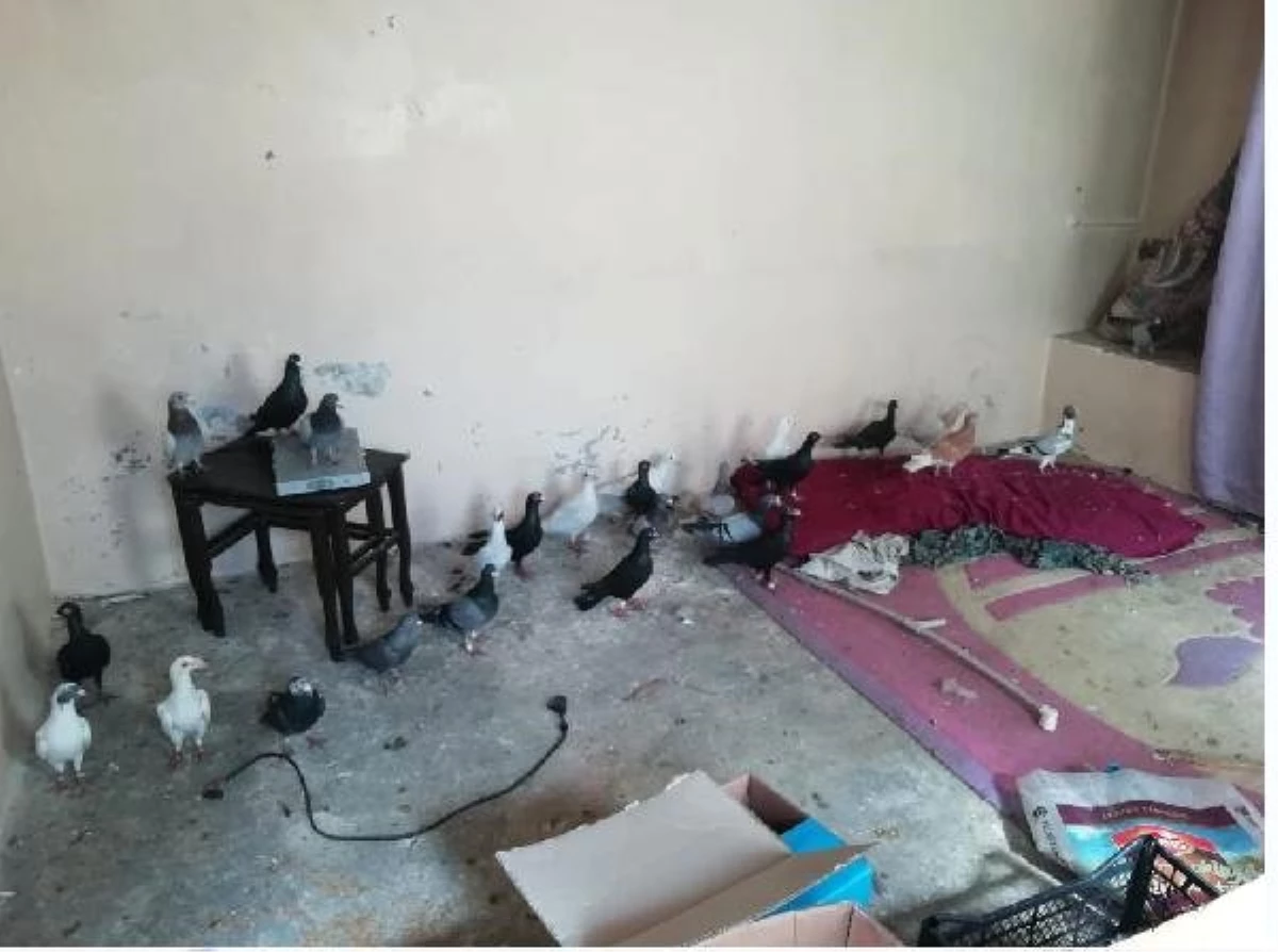 Gaziantep\'te Güvercin Hırsızları Tutuklandı