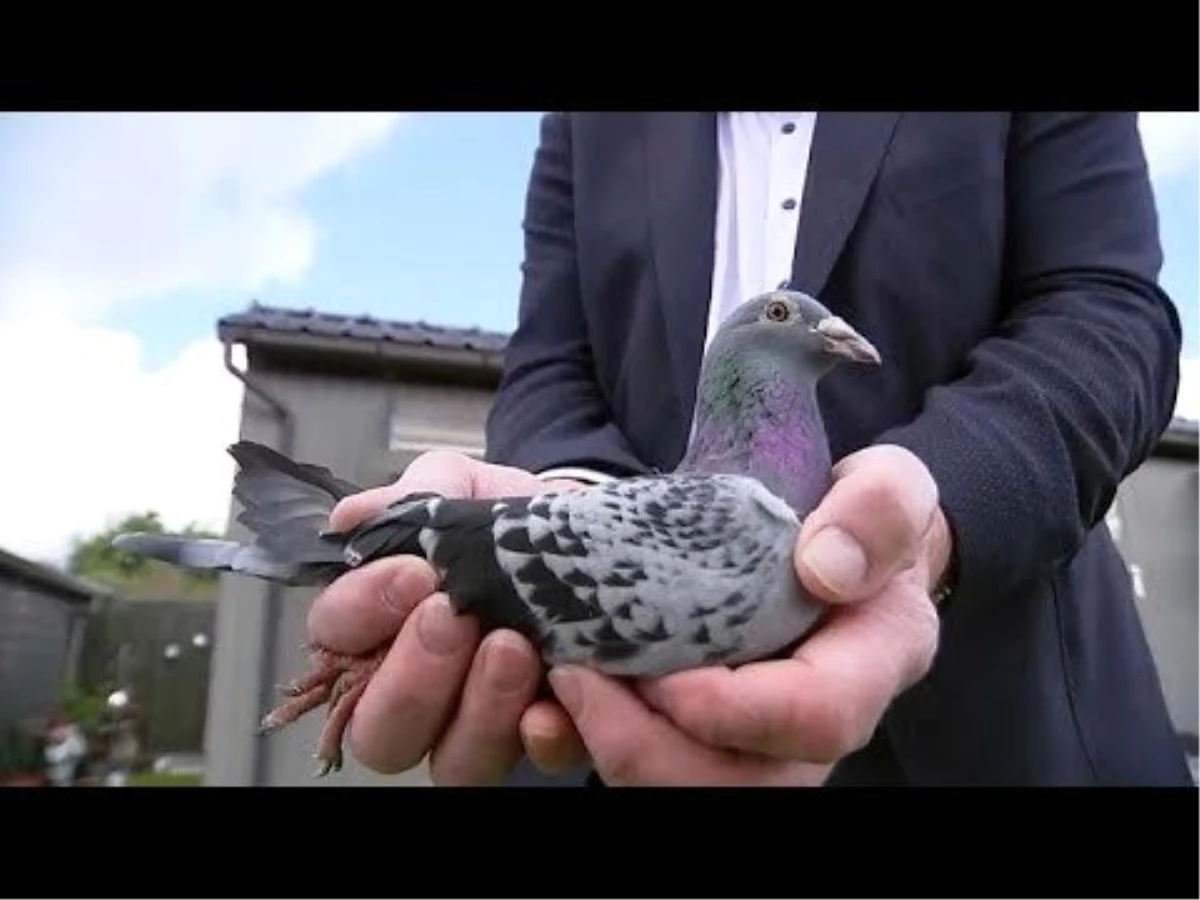 Video: Yarış Güvercini Açık Artırmada 1.2 Milyon Euroya Satıldı