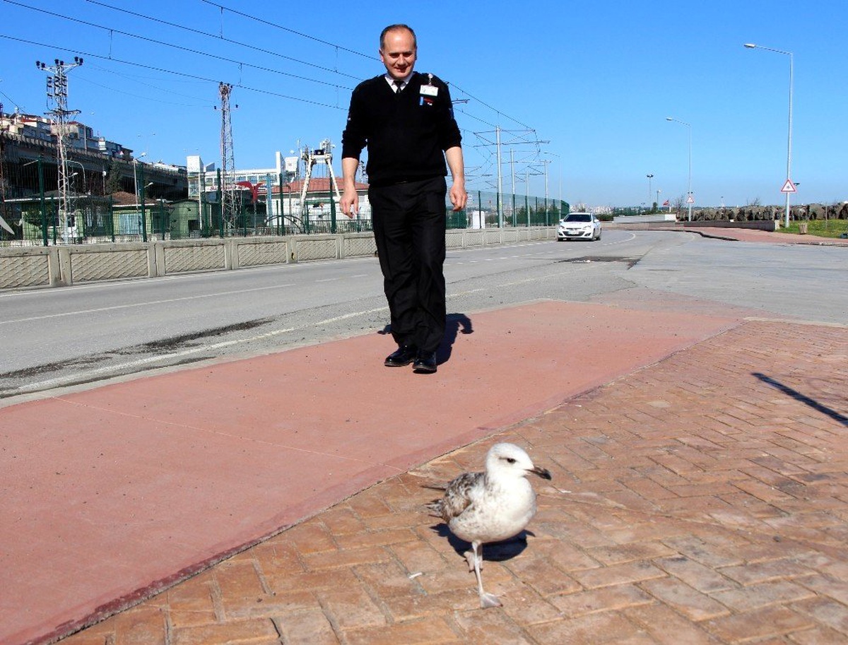 Yaralı Martı En \'Güvenlikli\' Yere Düştü