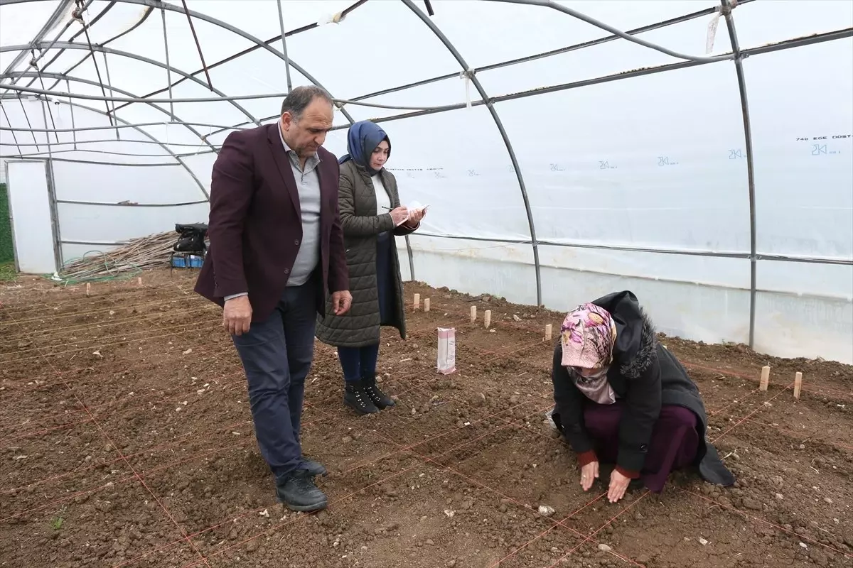 Bu Yıl 100 Tonun Üzerinde Kenevir Lifi Elde Edilebilir"