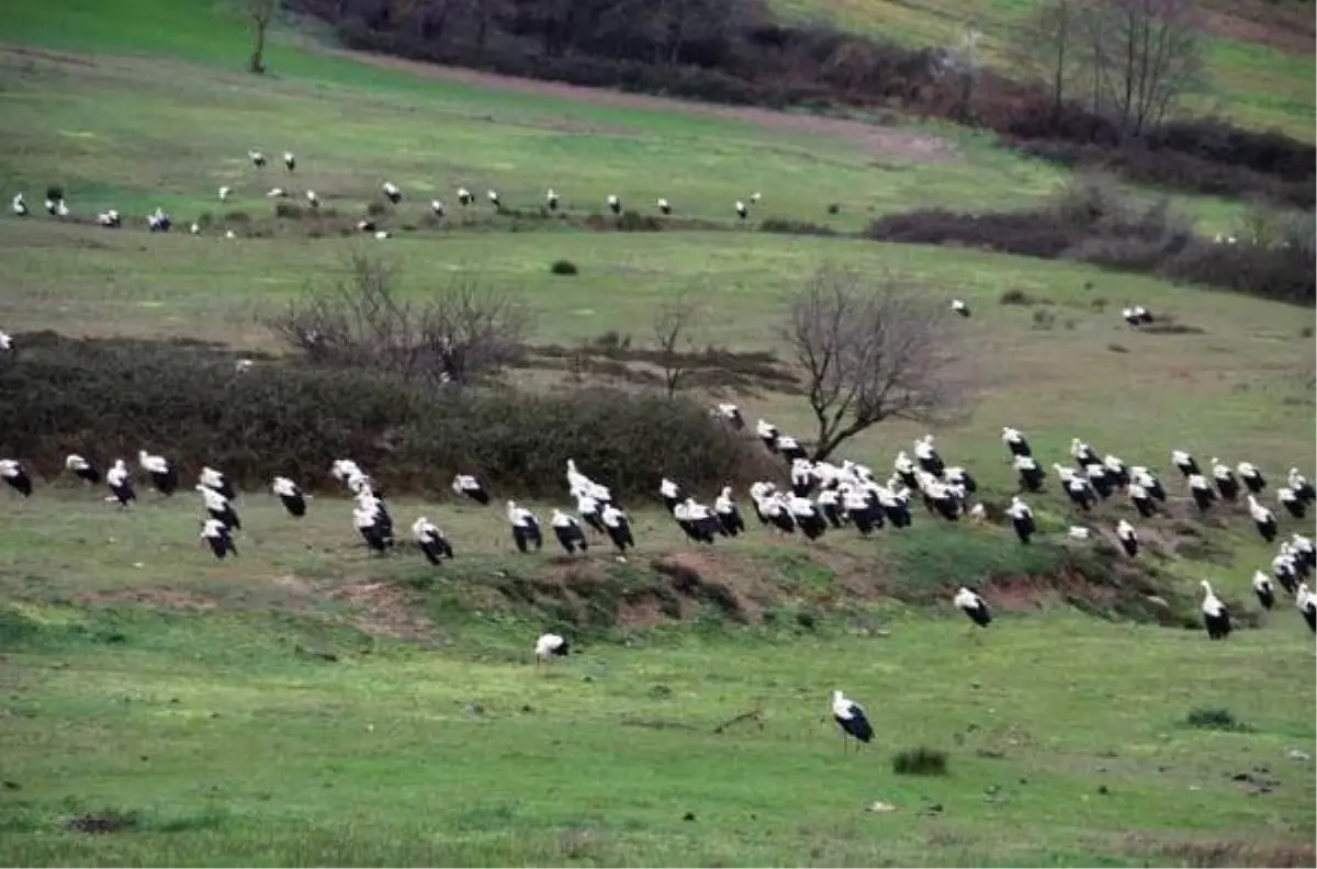 İstanbul Semalarında Leylek Şöleni