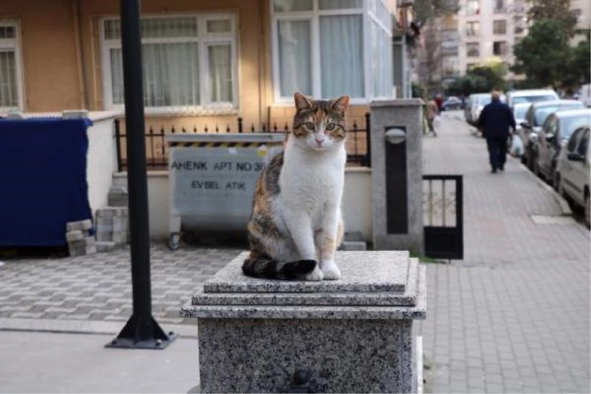 Kadıköy\'de Duvar Üzerindeki Kediye Yumruklu Saldırı