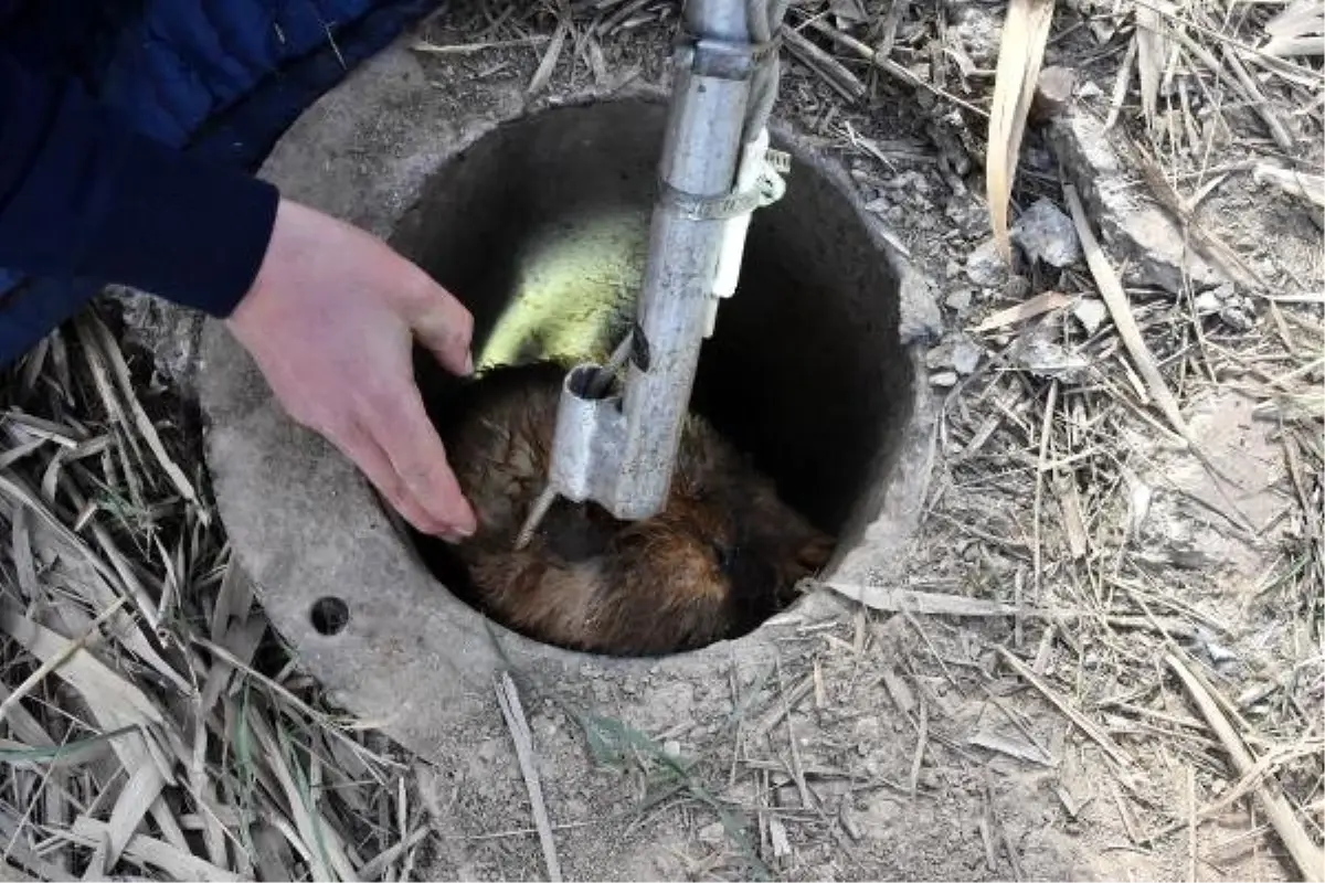 12 Metre Derinliğindeki Sondaj Kuyusuna Düşen Yavru Köpek Kurtarıldı