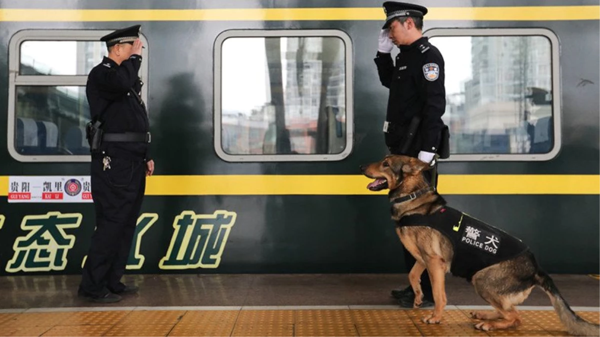 Çin, Köpek Eğitimlerini Kolaylaştırmak Adına Başarılı Polis Köpeklerini Klonlamaya Başladı