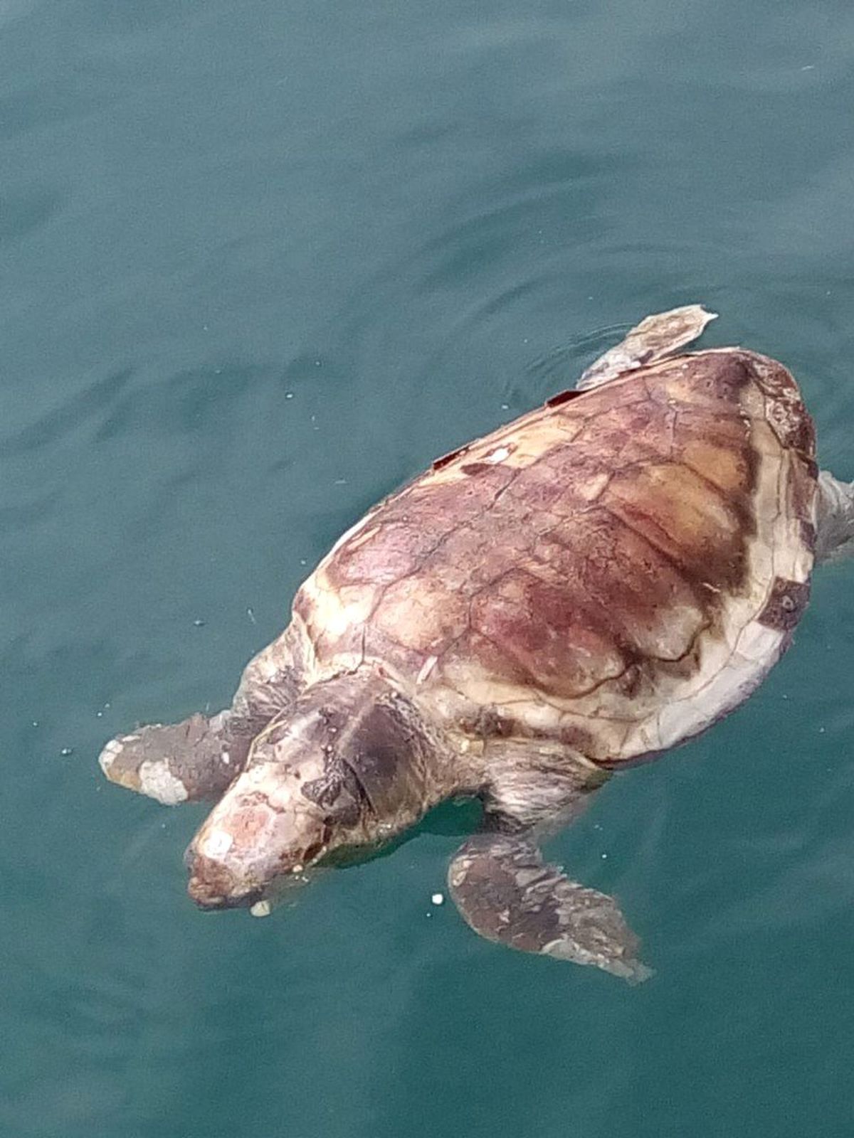 Datça\'da Ölü Caretta Caratta Bulundu