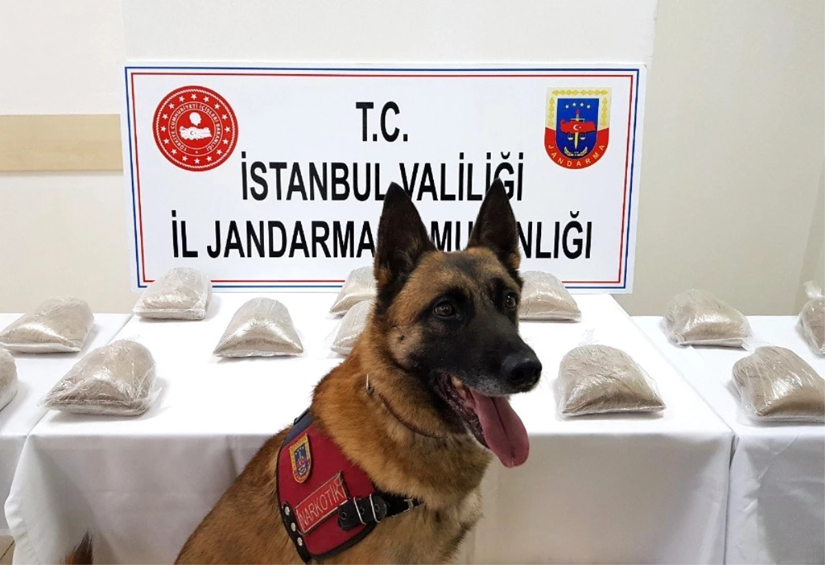 Jandarma Köpeği \'Atak\'tan Zehir Tacirlerine Darbe