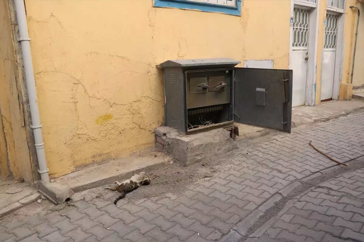 Trafoya Giren Kedi Elektrik Kesintisine Neden Oldu