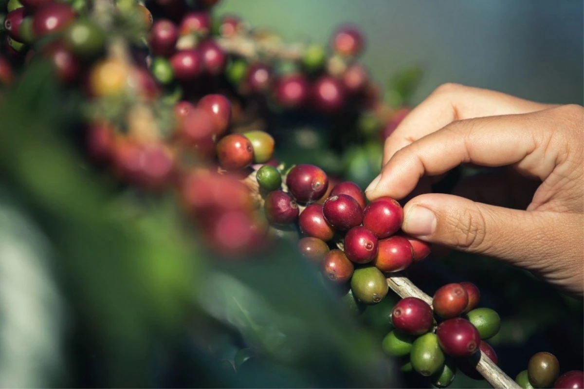 Türkiye\'de Yılda 100 Bin Tona Yakın Kahve Tüketiliyor