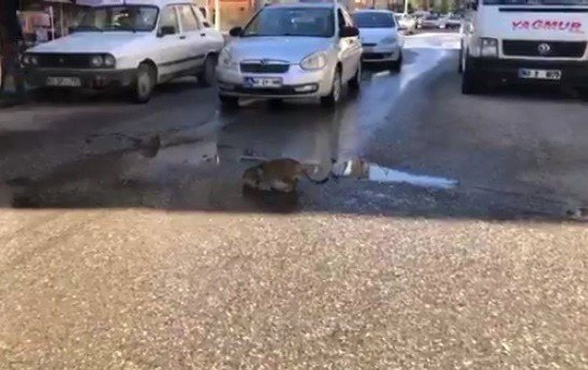 Çukurda Su İçen Kedi Trafiği Durdurdu