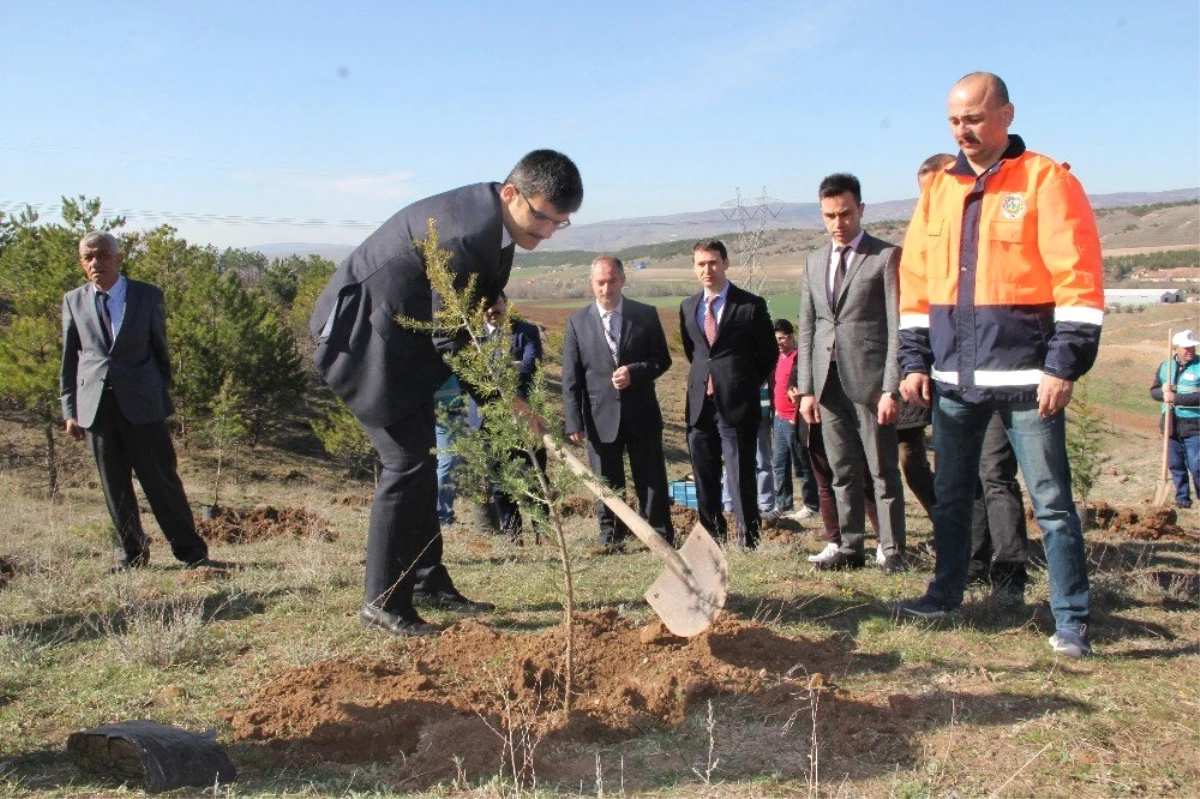 Denetimli Serbestlik Yükümlüleri Fidan Dikti