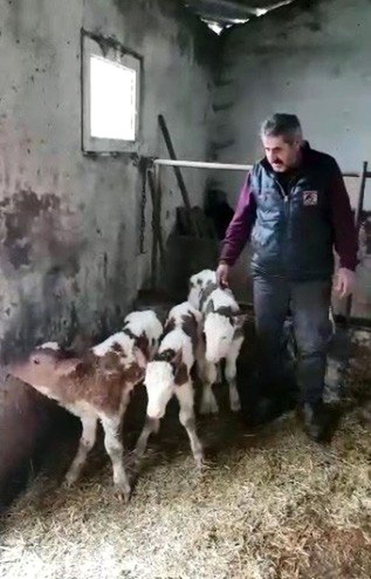 İki İneği 15 Günde 5 Buzağı Doğurunca Sevincini Sosyal Medyadan Paylaştı