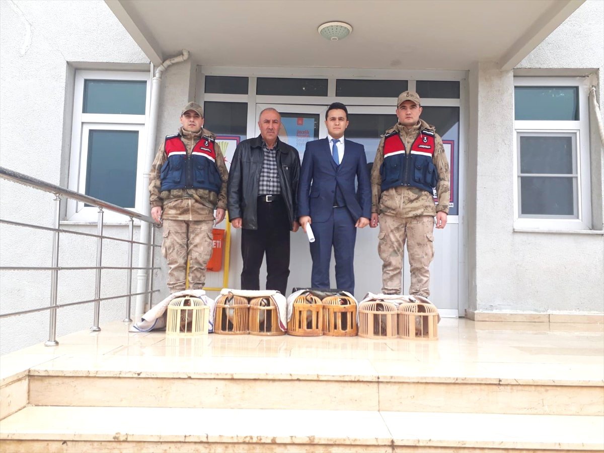 Kaçak Avcılardan Kurtarılan Keklikler Doğaya Salındı