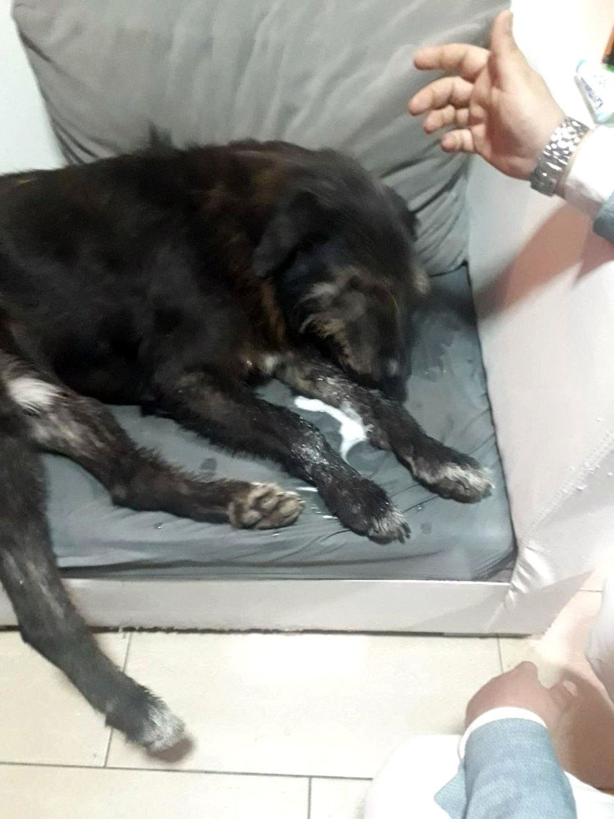 Kartal\'da Sokak Köpeklerini Zehirlediler