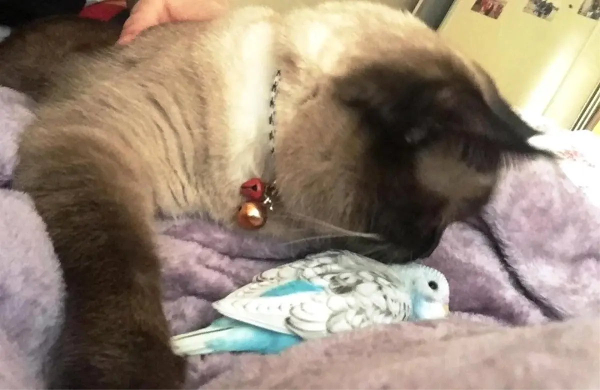 Kedi ile Muhabbet Kuşunun Dostluğu Görenleri Şaşırtıyor