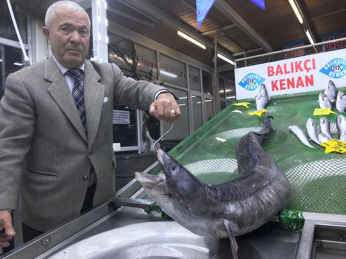 Marmara\'dan 3 Metrelik Yılan Balığı Çıktı