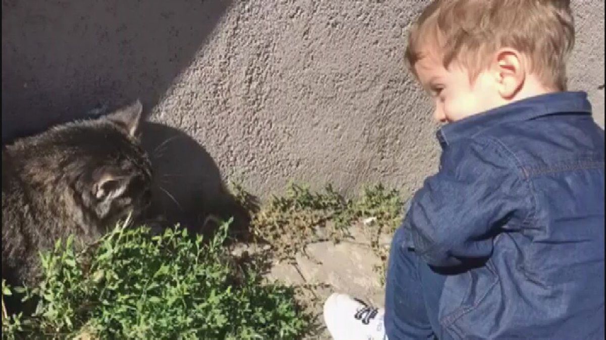 Minik Efe\'nin Kedi ile Diyaloğu Sosyal Medyada İlgi Çekti