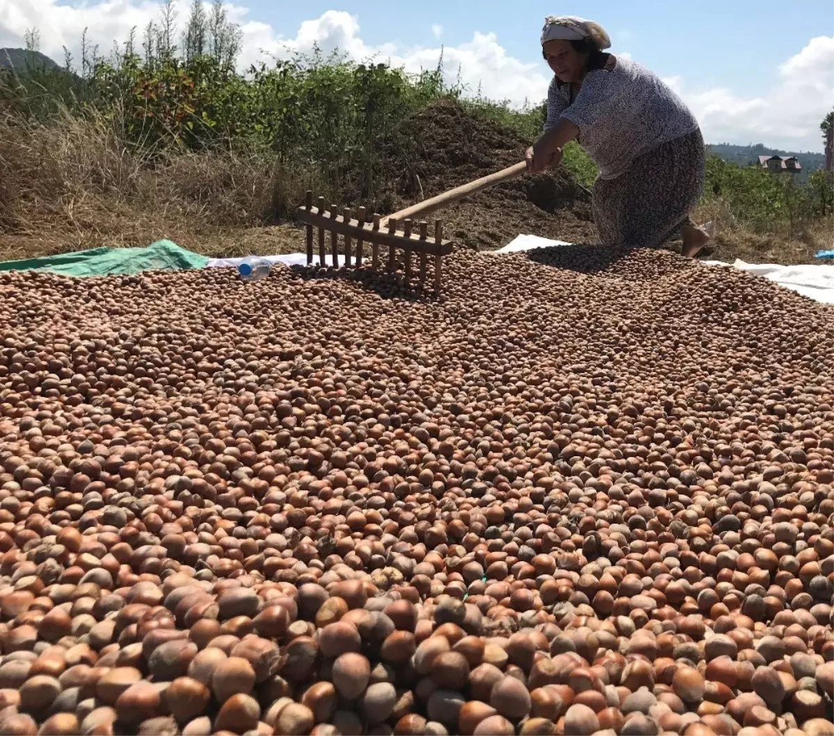 Ordu\'da Fındık Üreticilerine 10 Yılda 2,6 Milyar Lira Destek