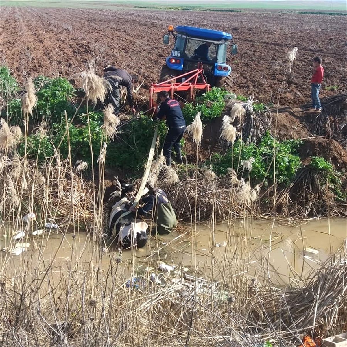 Şanlıurfa\'da Tahliye Kanalına Düşen İnek Kurtarıldı