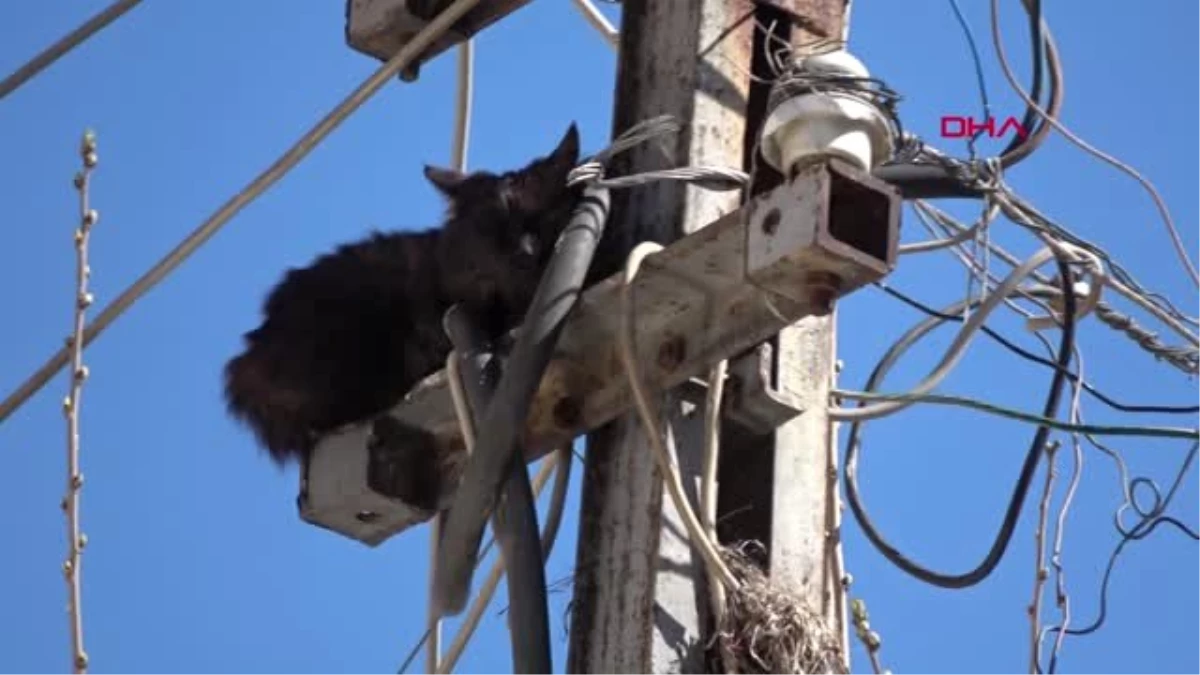 Şanlıurfa Elektrik Direğinde Mahsur Kalan Kediyi İtfaiye Kurtardı