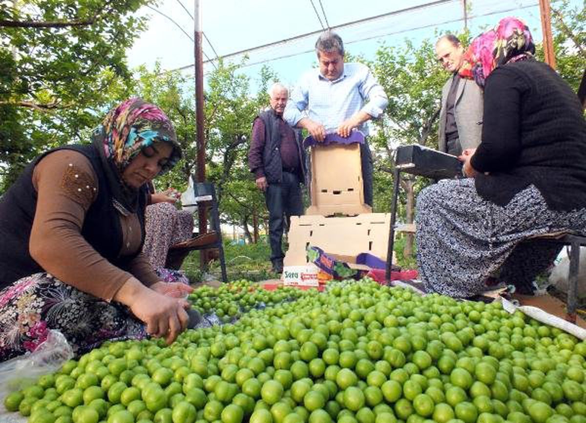 Silifke\'de Erik Hasadı Başladı