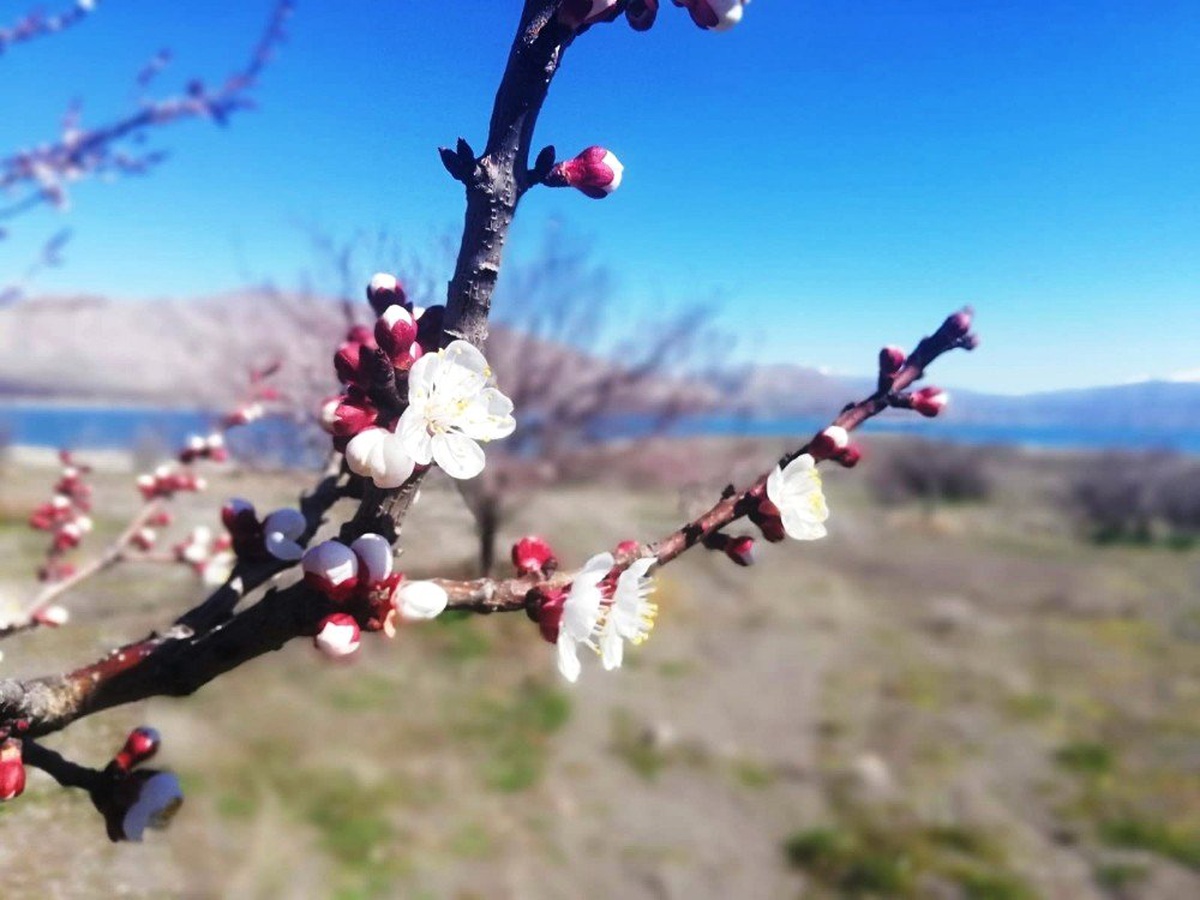 Aydın\'ın Doğu İlçelerine Zirai Don Uyarısı