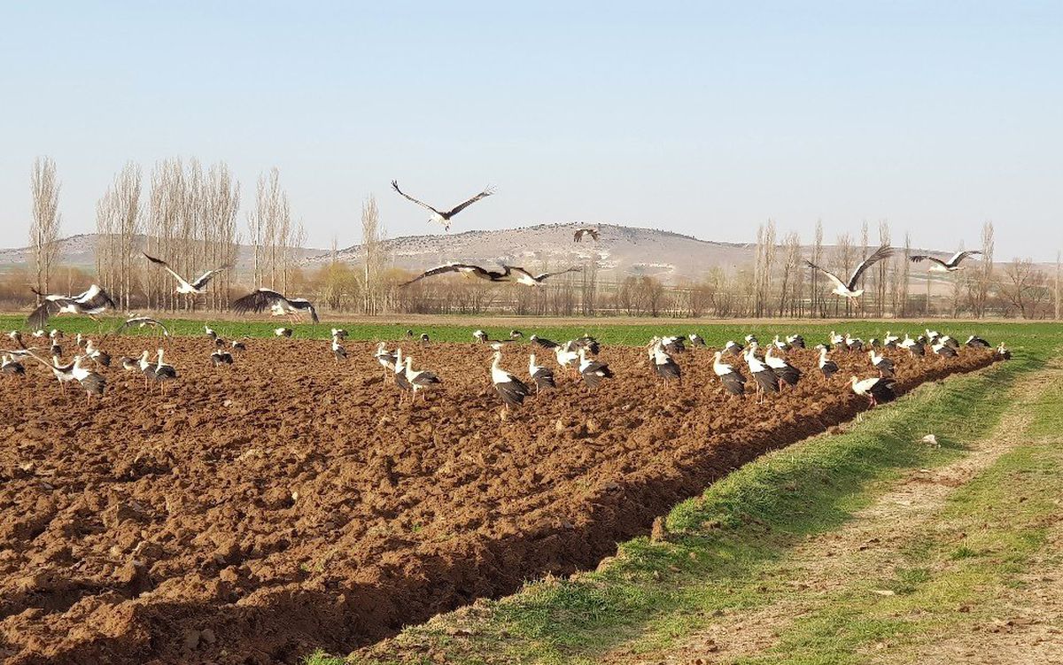 Binlerce Leylek, Çiftçiye Eşlik Etti