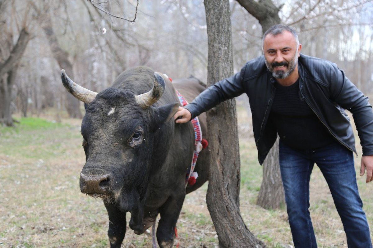 Boğalarla Dans Eden Adam