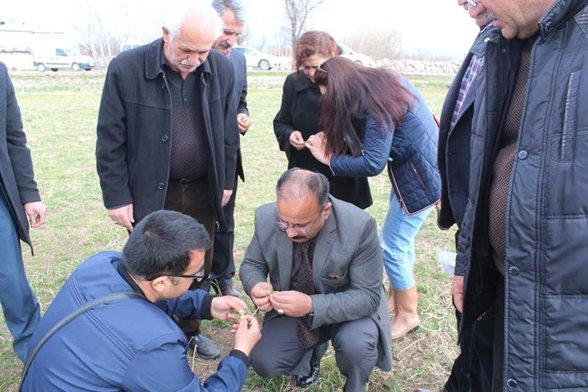 Iğdır\'da "Yonca Hortumlu Böceği" ile Mücadele
