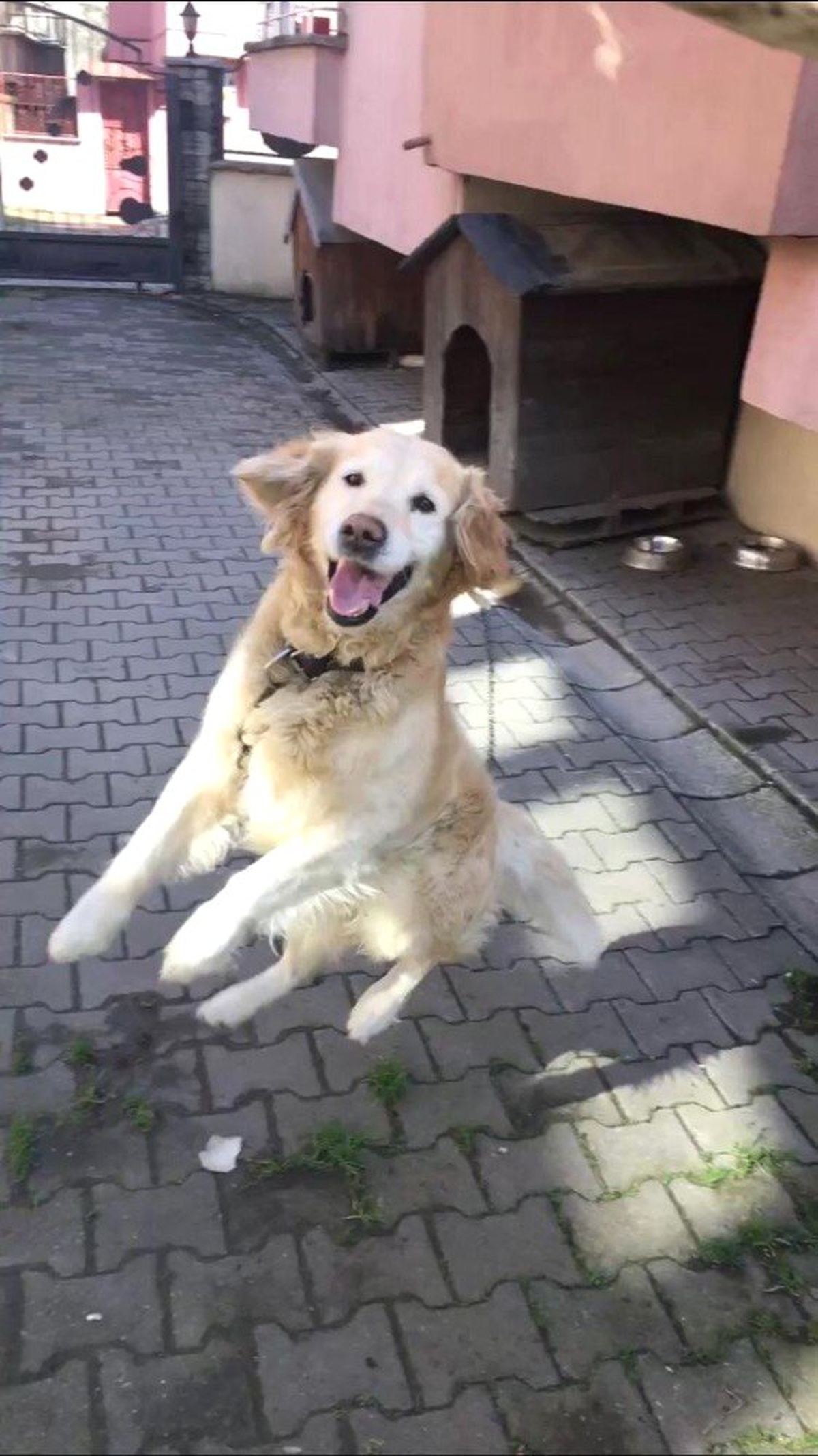 Kaybolan Köpeğini Bulana Yemek Ismarlayacak