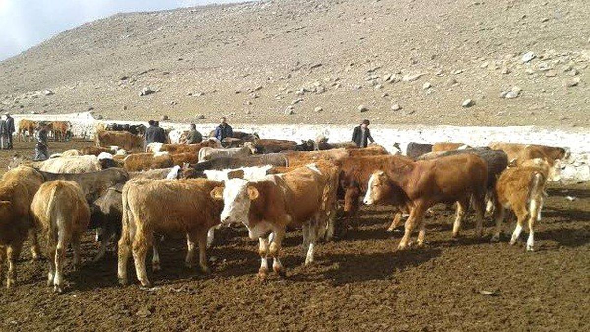 Kooperatif Adını Kullanarak 563 Bin Lira Dolandırıdılar