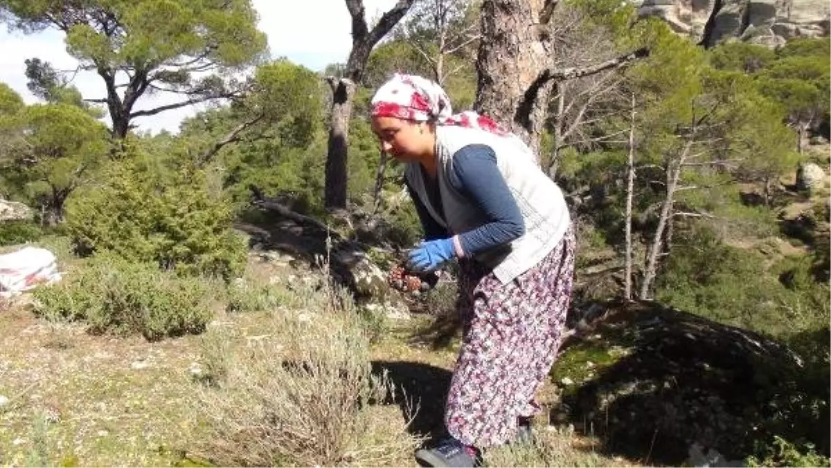 Kilosu Altınla Yarışan Künar İçin 40 Metre Yükseklikte Çalışıyorlar