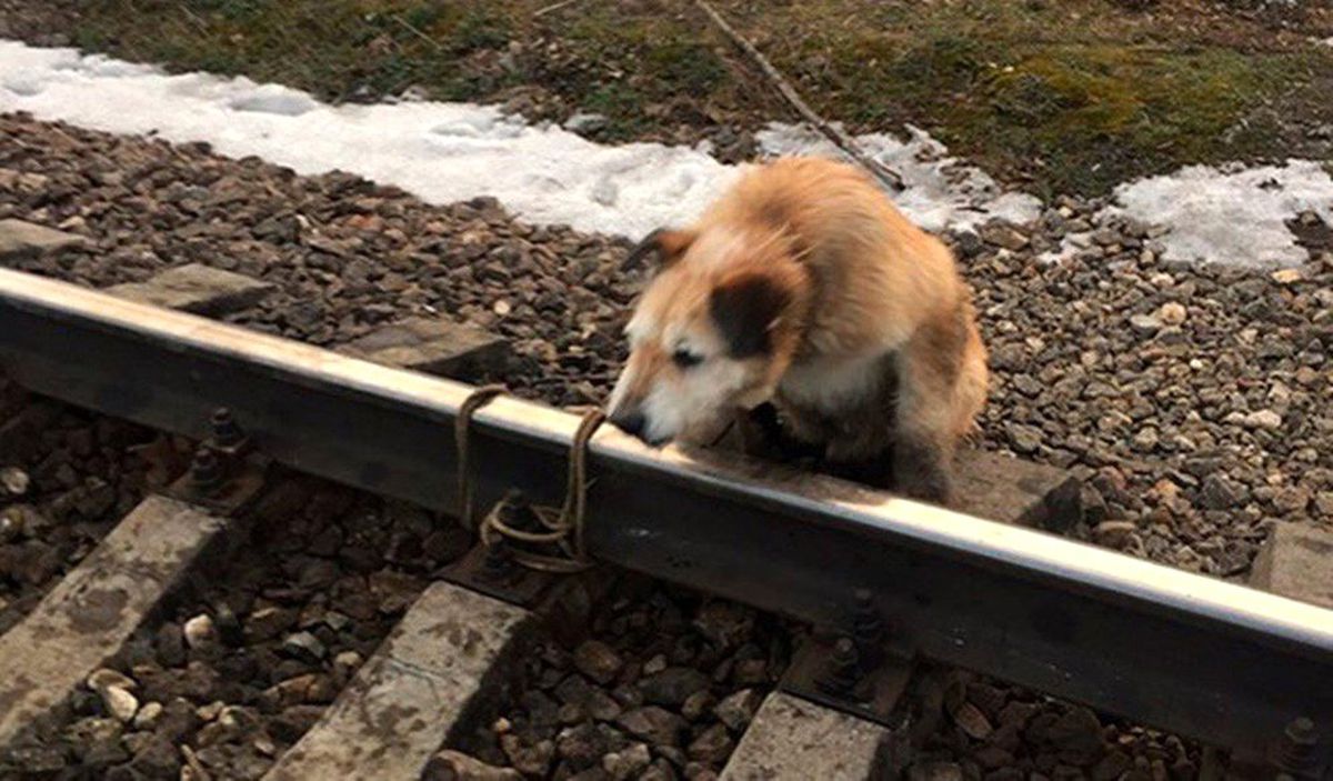 Rusya\'da Köpeği Raylara Bağladılar