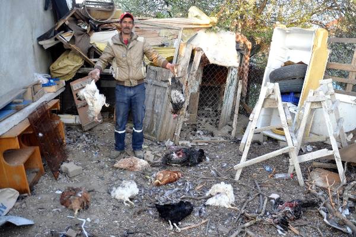 Ailesinin Geçimini Sağladığı Tavuk ve Hindilerini Köpekler Telef Etti