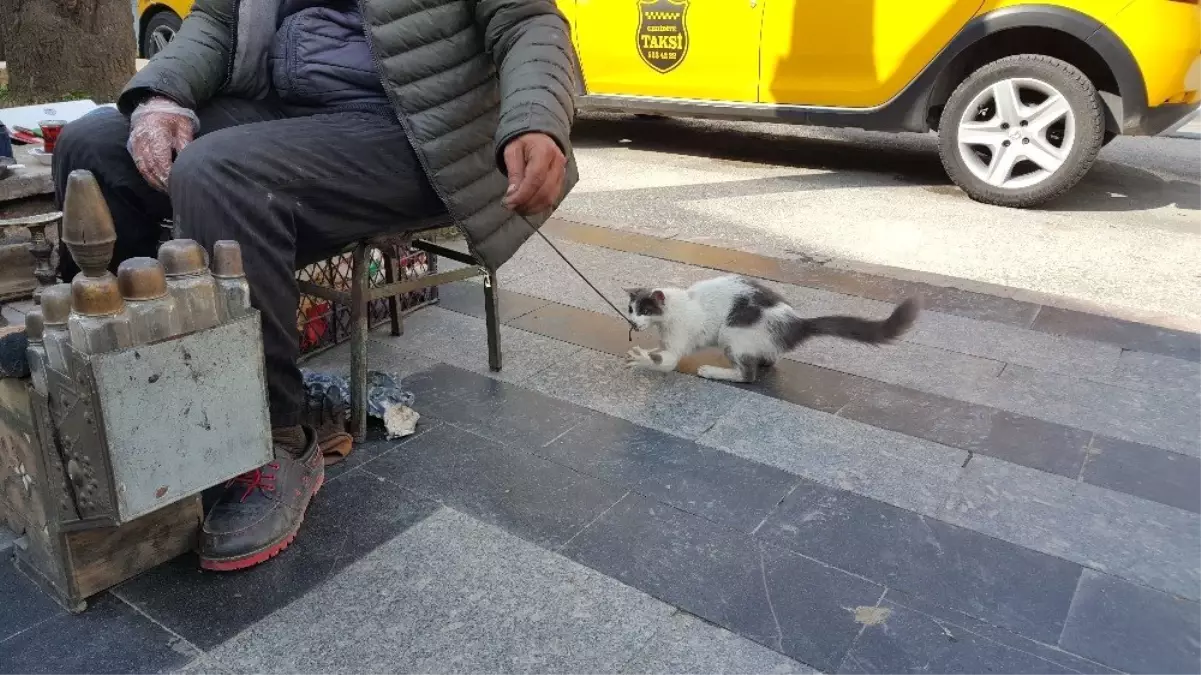 Boyacıyla Sokak Kedisinin Dostluğu Görenleri İmrendiriyor