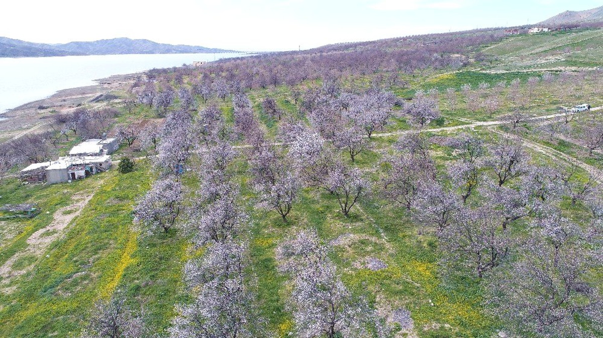 Kayısı Ağaçları "Gelinliğini" Giydi