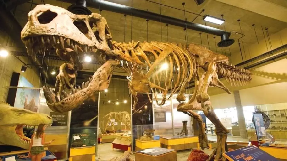 28 Yıl Önce Kanada\'da Bulunan T-Rex İskeleti, En Büyük İskelet İlan Edildi