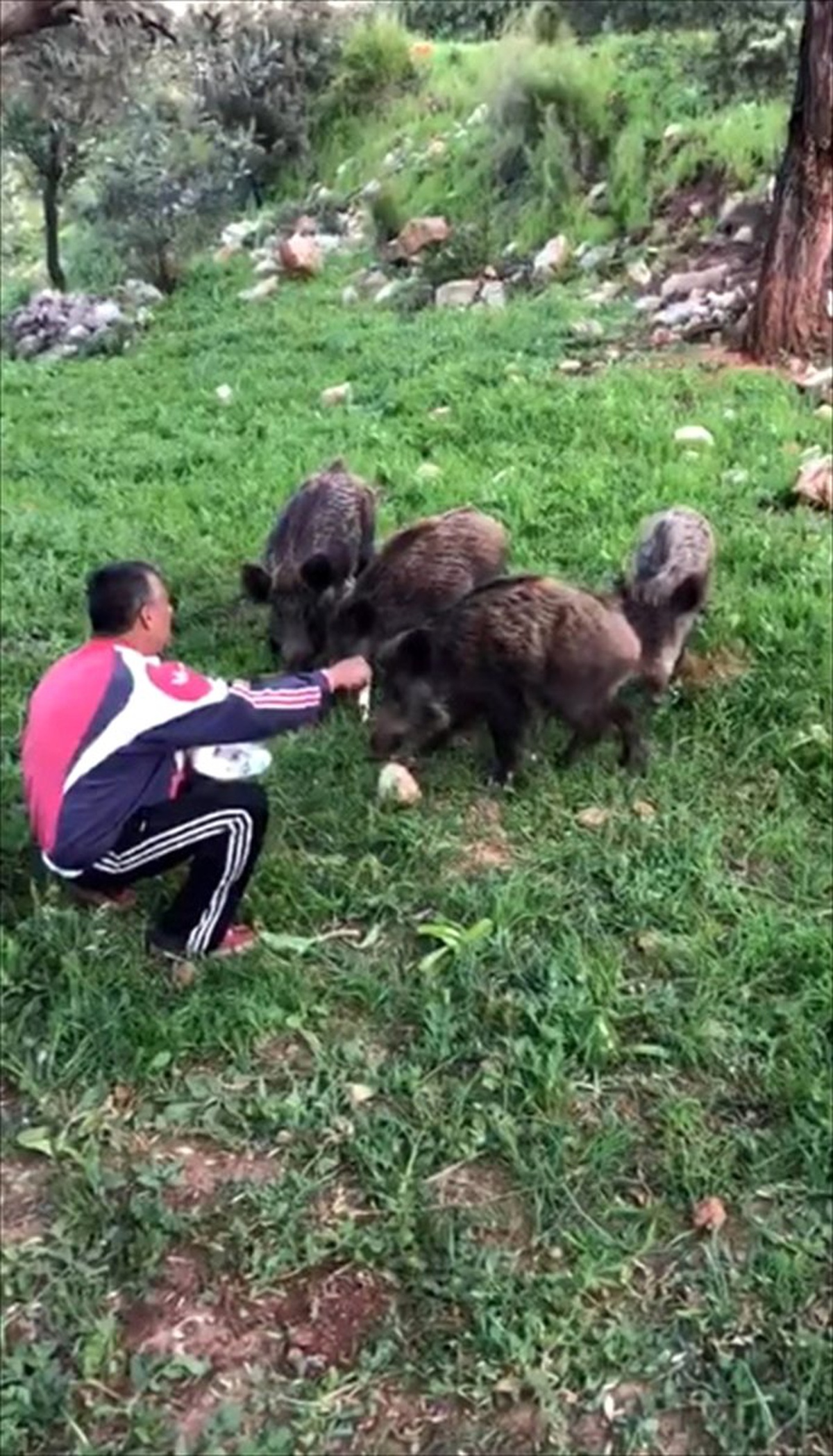 Aç Kalan Yavru Yaban Domuzları Ekmekle Besledi