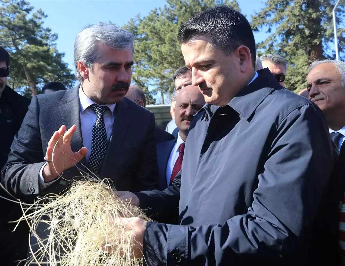 Bakandan Altız Yavrulayan Koyuna Nazar Boncuğu