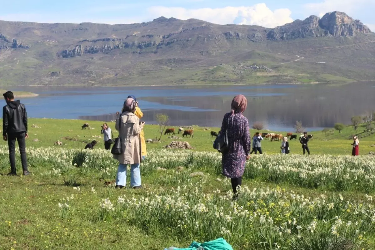 Gerger\'deki Yaban Nergisler Yerli Turistlerin Akınına Uğruyor