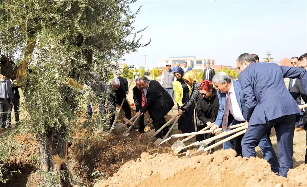 İste Yerleşkesine 185 Yaşında Zeytin Ağacı Dikildi