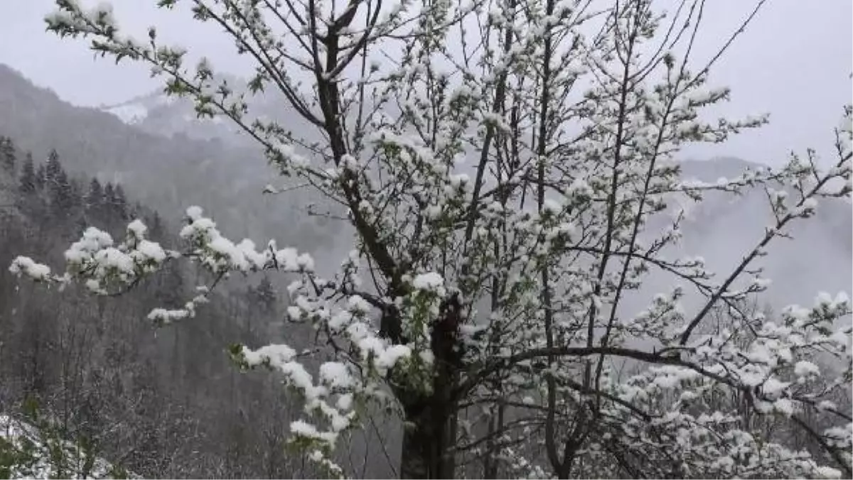 Karadeniz\'de Bahar Karı, Yolları Kapattı