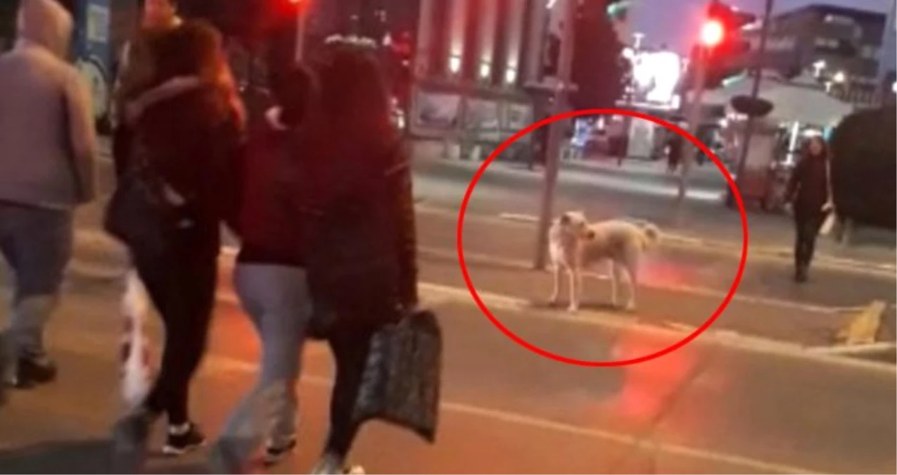 Kırmızı Işıkta İnsanlar Geçerken Bekleyen Köpek Sosyal Medyayı Salladı