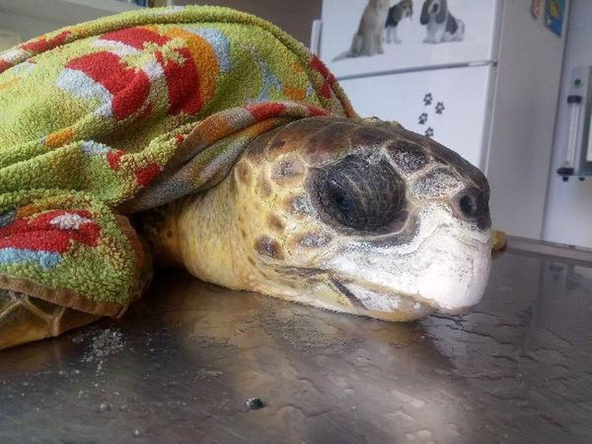 Kuşadası\'nda Yaralı Bulunan Caretta Caretta Kurtarılamadı